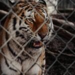 tiger on cage during daytime
