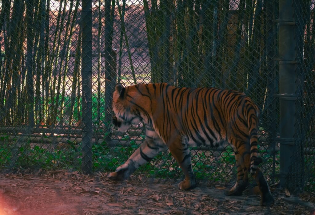 a tiger walking through a fenced in area