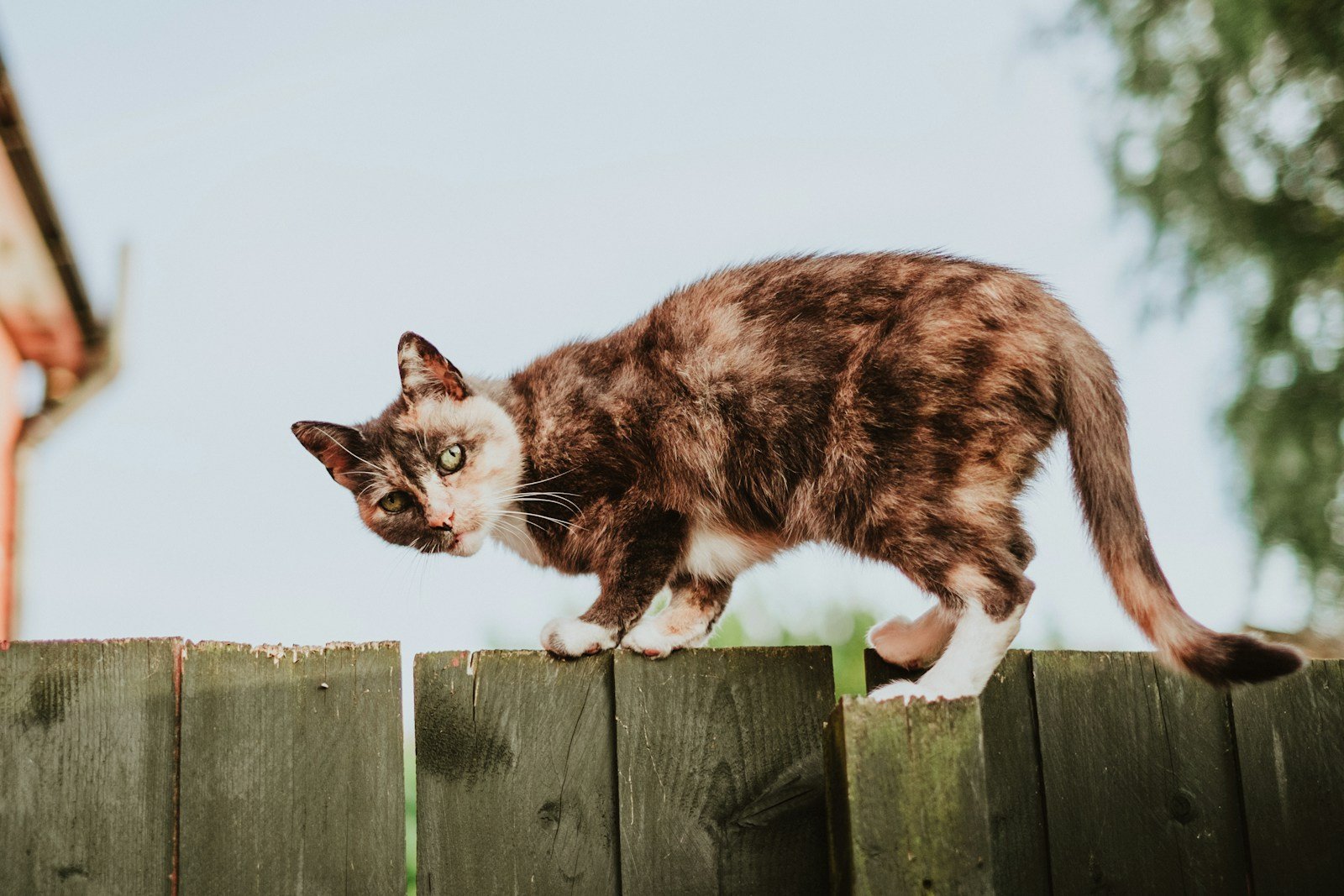 Photo by Mitchell Orr tortoise shell cat on fence
