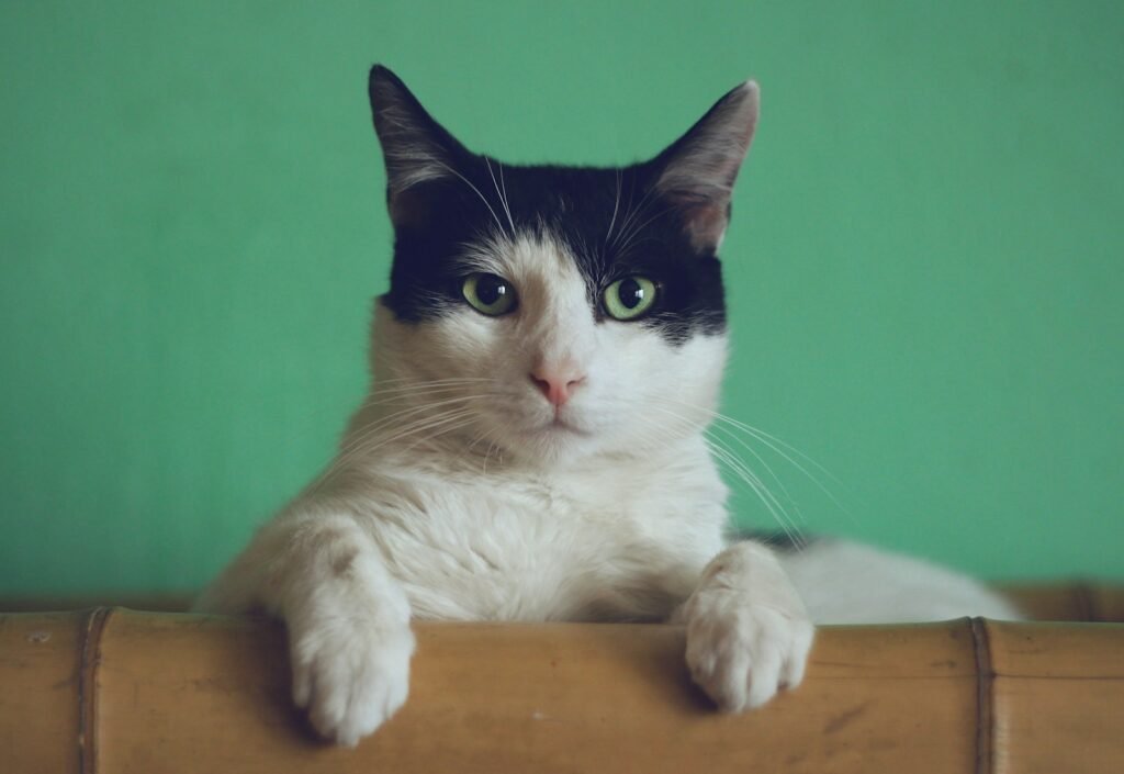 Cats as Companions