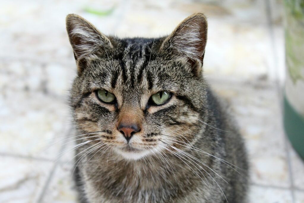 brown tabby cat in close up photography