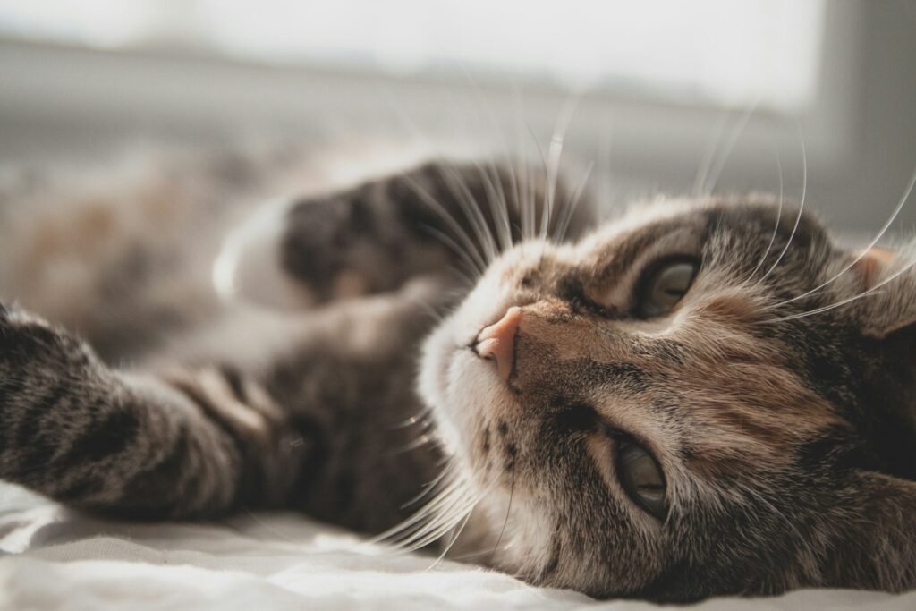 cat