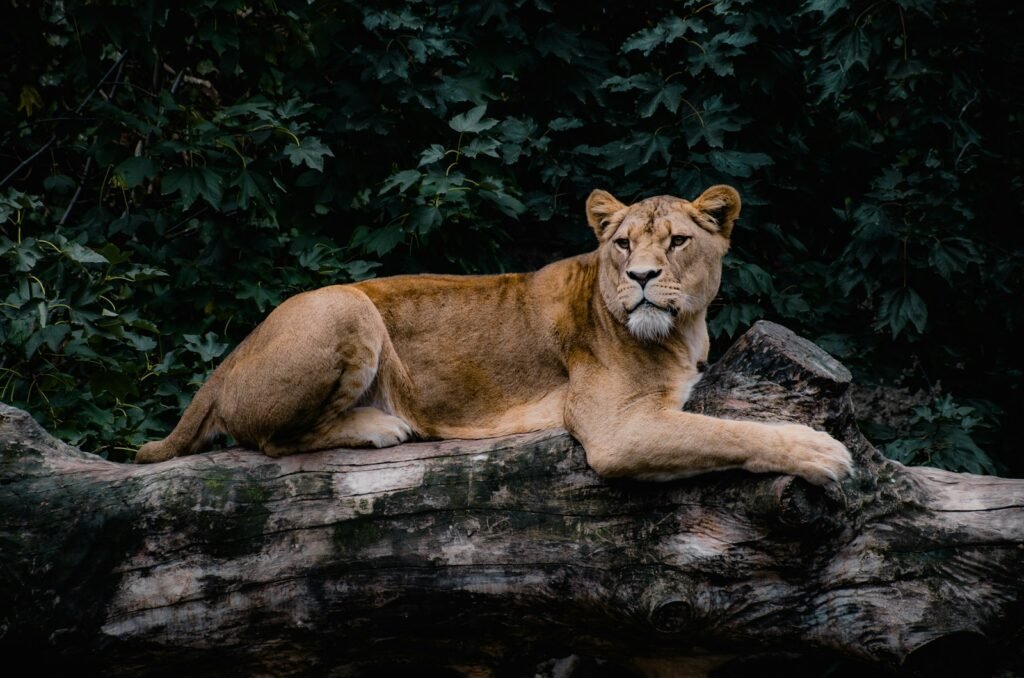 lion's pride: a lion laying on top of a fallen tree