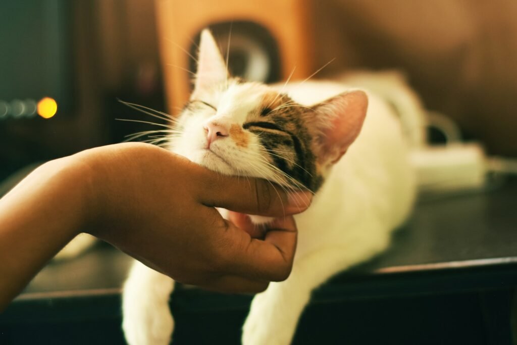 Water Loving Cats shallow focus photography of white and brown cat