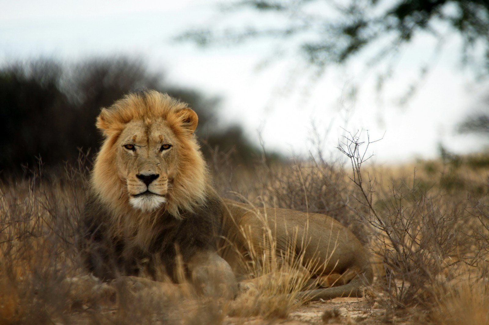 Photo by Ansie Potgieter Silent stalking: brown lion lying on brown grass during daytime