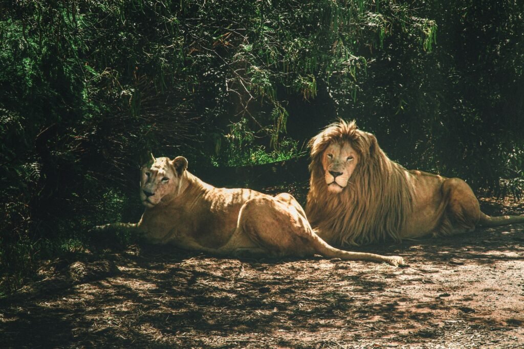 Big Cat lion lying on ground beside green trees during daytime