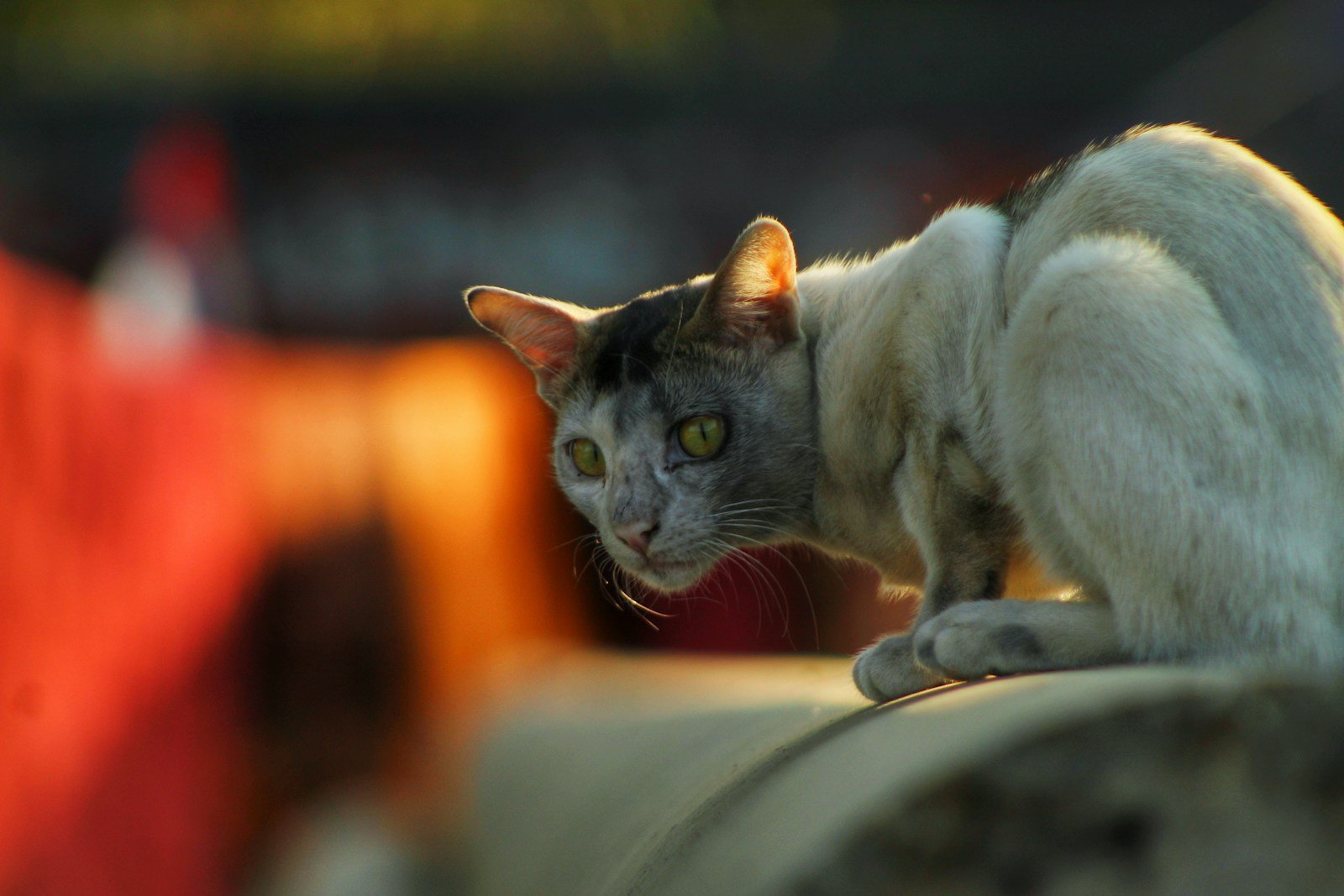 Photo by Tonmoy Iftekhar Cat feel: a cat sitting on top of a stone wall