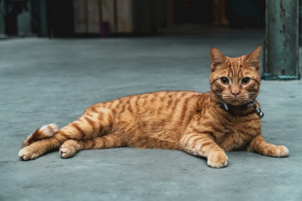 iconic cat breed: orange tabby cat lying on blue floor