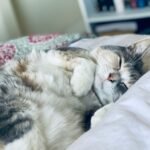 white and brown cat lying on white textile