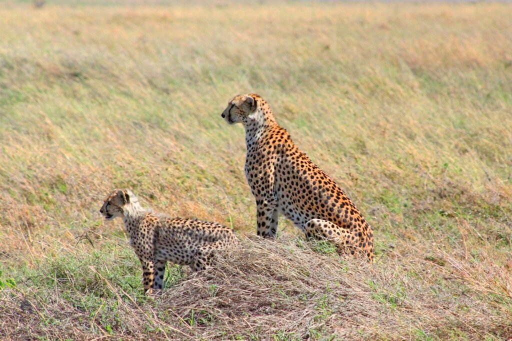 Cat Environment two leopards near green and brown grass