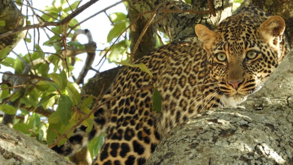 cat similarity: leopard on tree during daytime