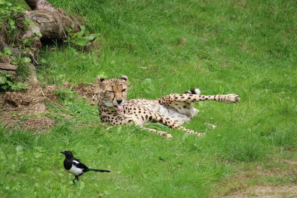 two cheetah laying in the grass next to a bird