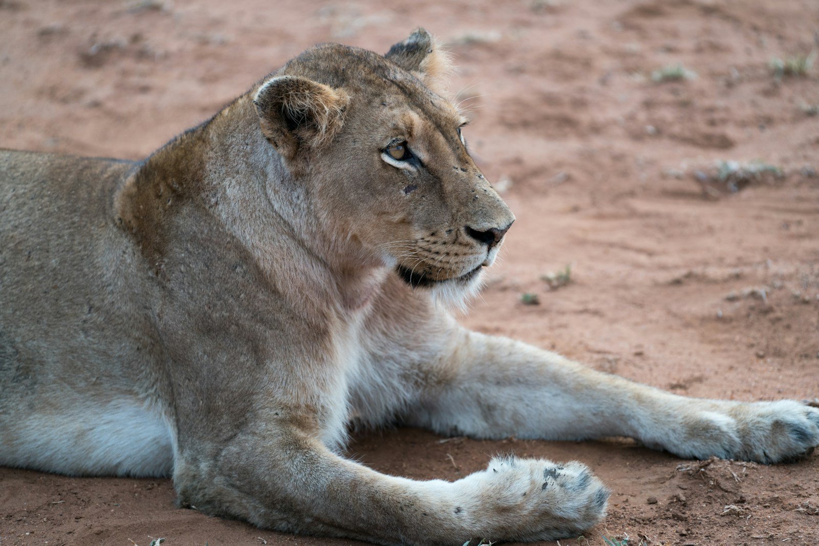 Photo by Chris Rhoads Melanistic Big cat: adult lioness lying on ground