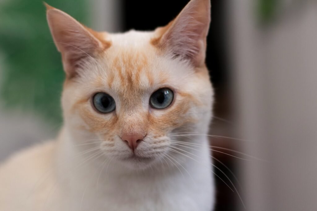 white and orange tabby cat
