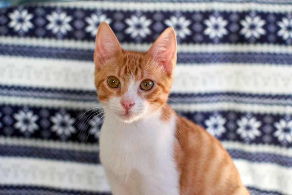 The Evolution of Cat Breeds