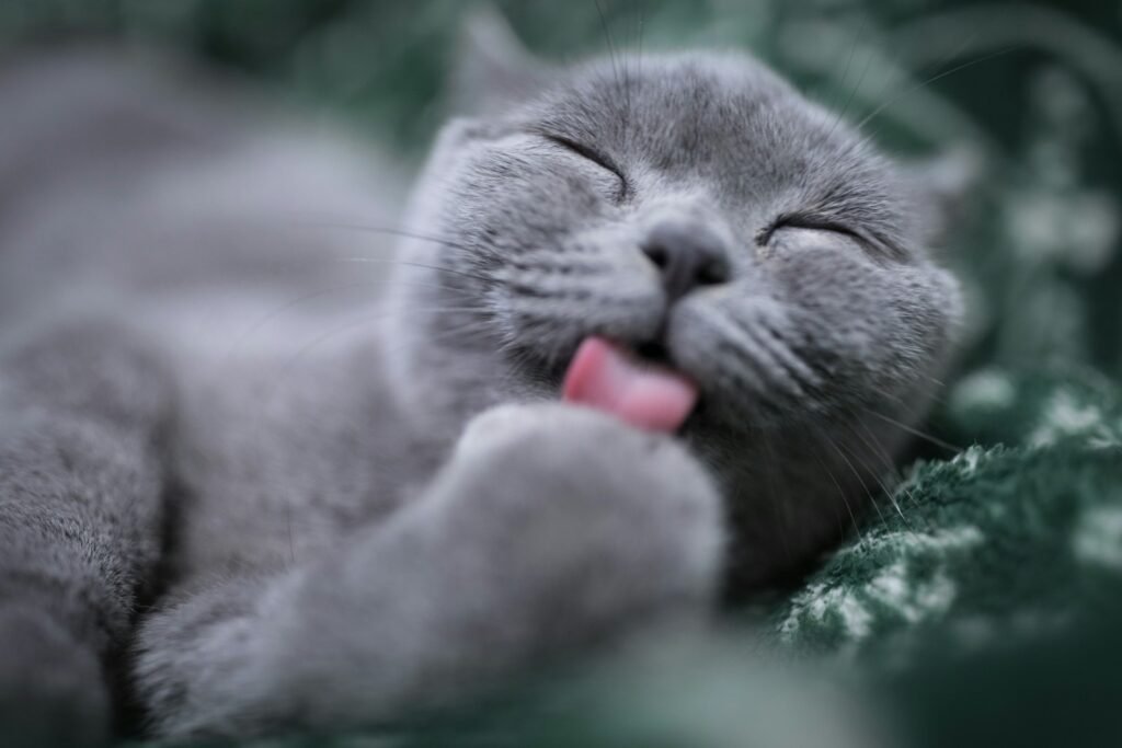 Cat Breeds :cat licking its paw