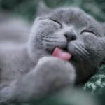 cat licking its paw