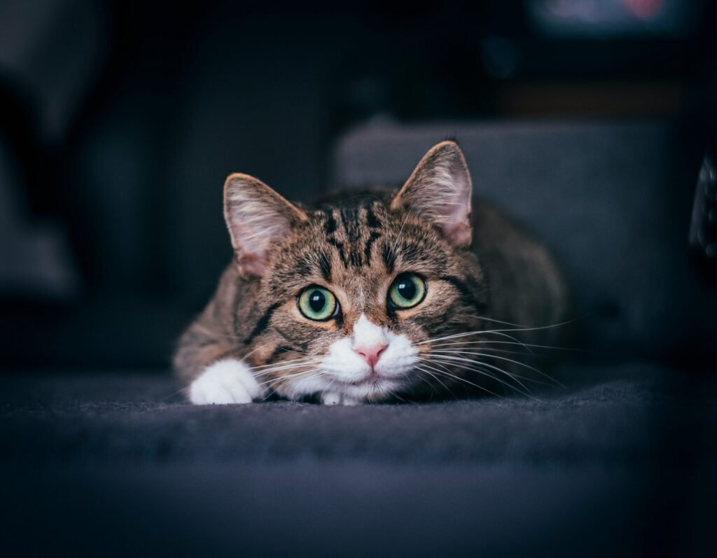 Cat Eye Contact brown tabby cat on white textile