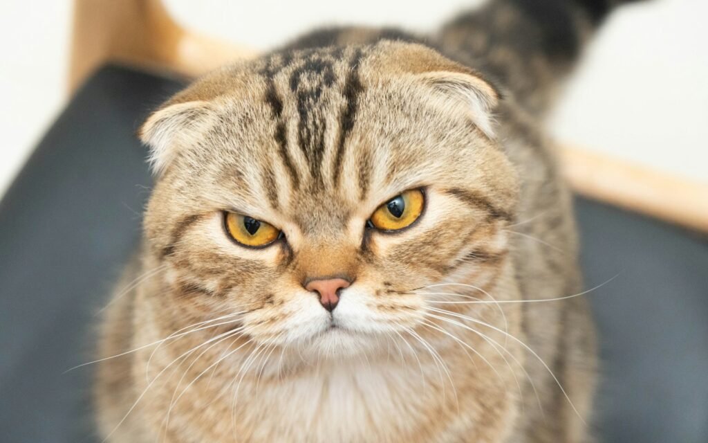 Cat Breeds brown tabby cat in close up photography