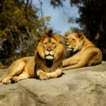 hidden world: shallow focus photography of lion and lioness
