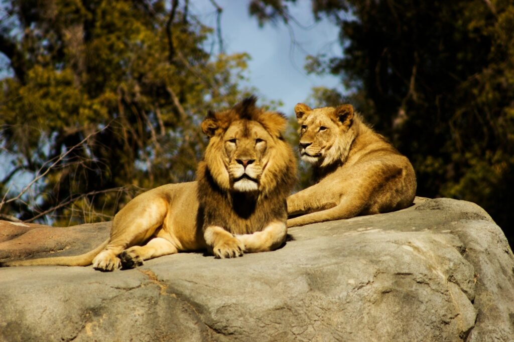 African Savannah