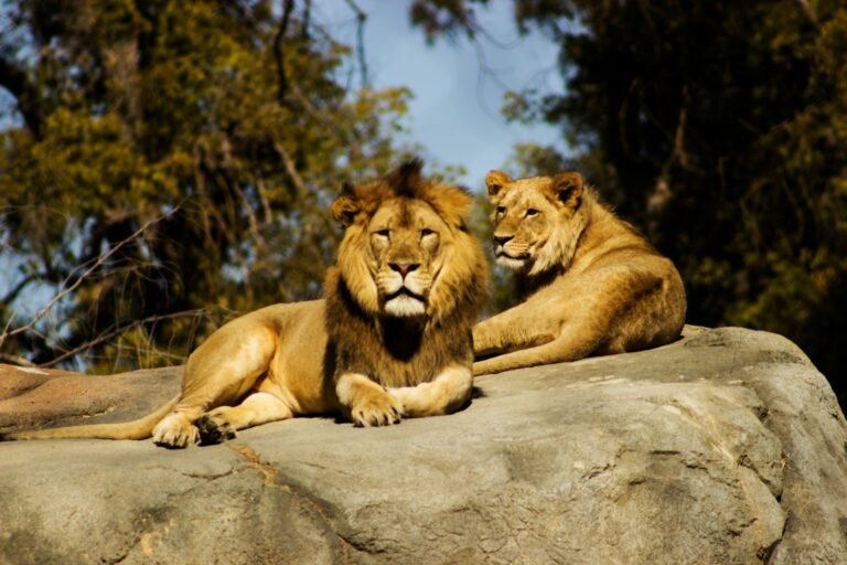 hunting techniques: shallow focus photography of lion and lioness