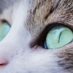 close up photo of cat
