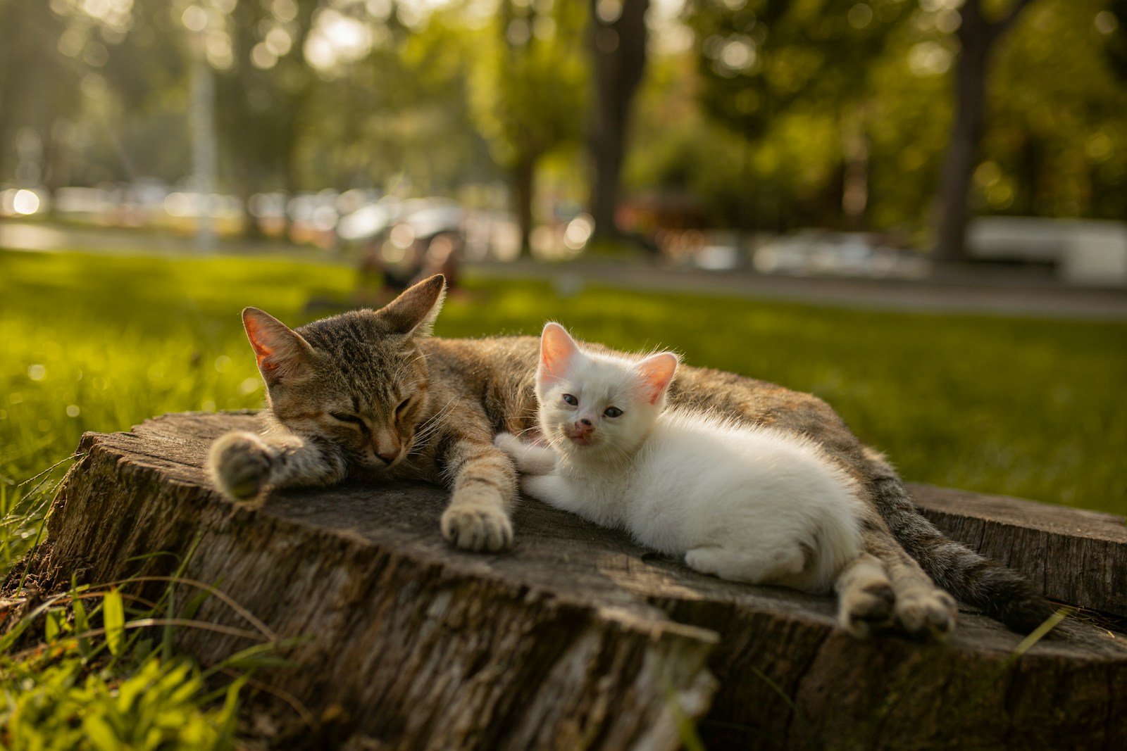 two cats laying on a tree stump in a park