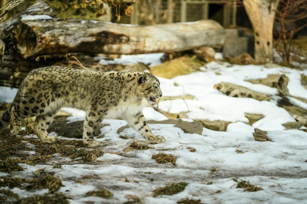 harsh environment: leopard walking on ground filled with snowe