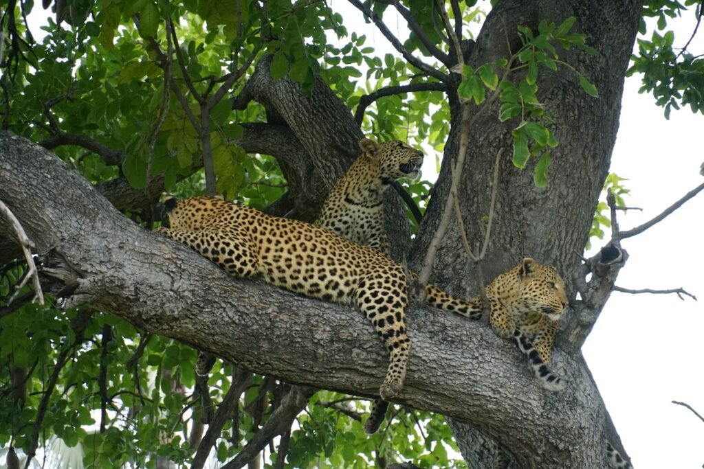 a couple of leopards are sitting in a tree