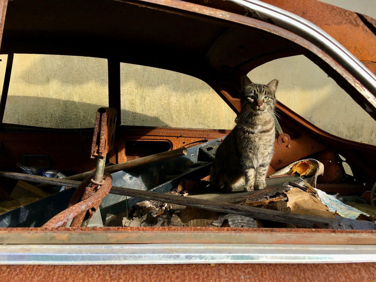 Photo by Giulia May brown tabby cat on car hood during daytime