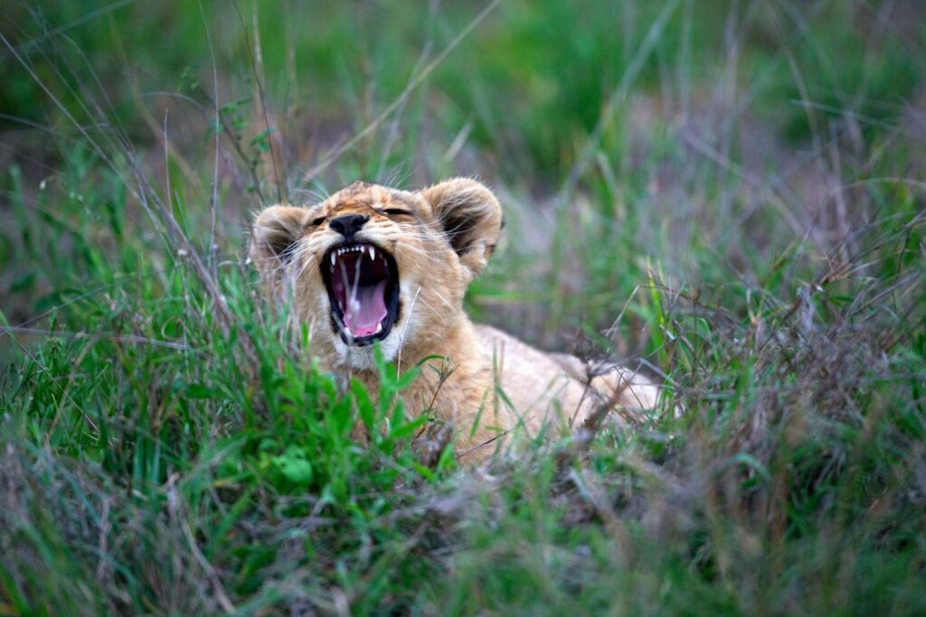 big cats roars: brown tiger cub on green field