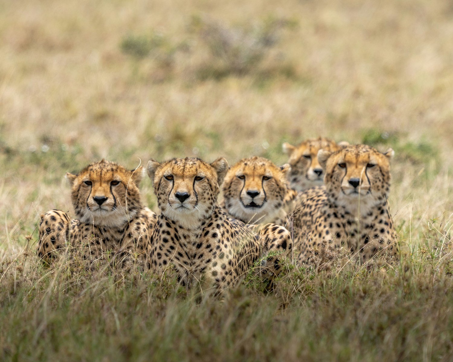 Photo by Ahmed Galal silent stalking: brown and black cheetah on brown grass field during daytime