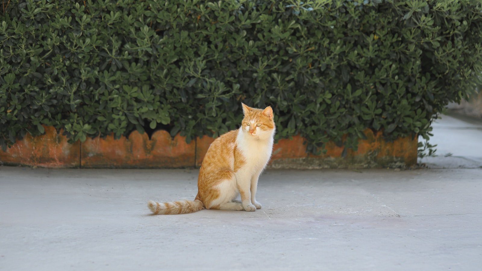 Photo by Hacı Elmas Unique bond: an orange and white cat sitting in front of a bush