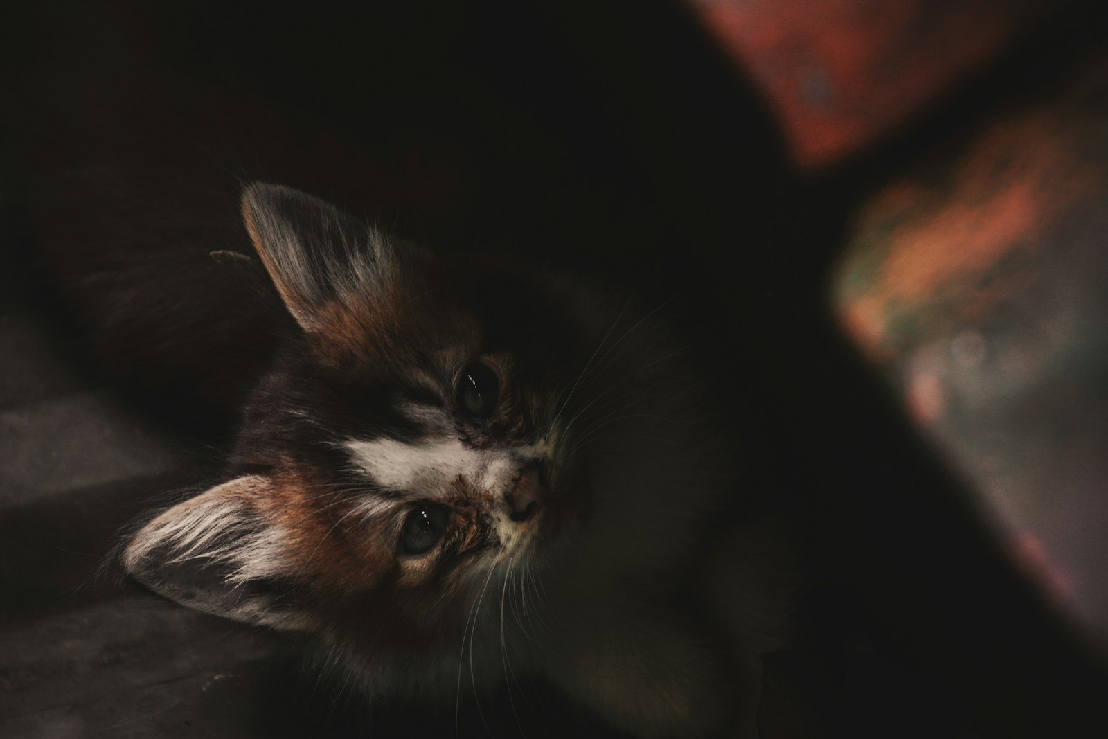 Photo by Don Hassan Independence: black and brown cat in close up photography