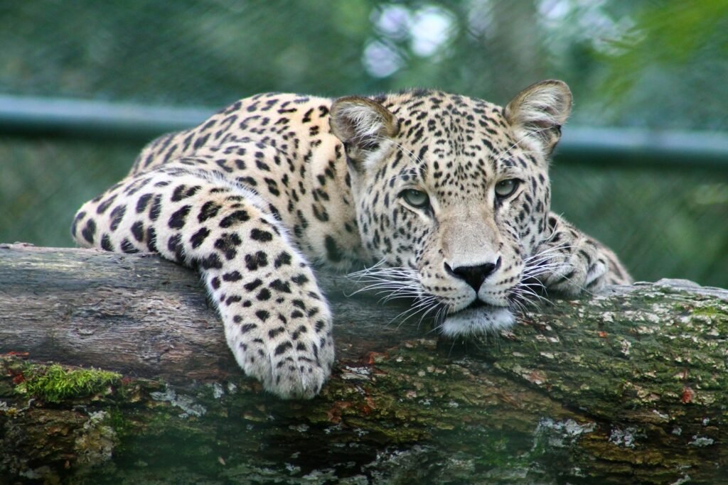 Wild Cat Species
leopard on tree branch