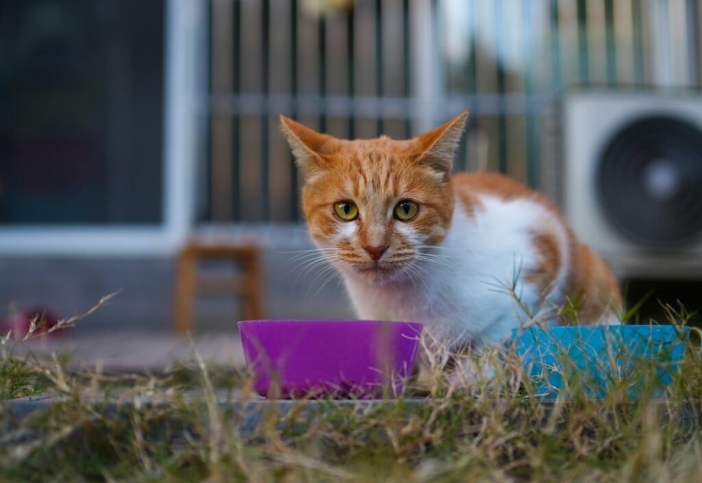 an orange and white cat standing next to a purple bowl