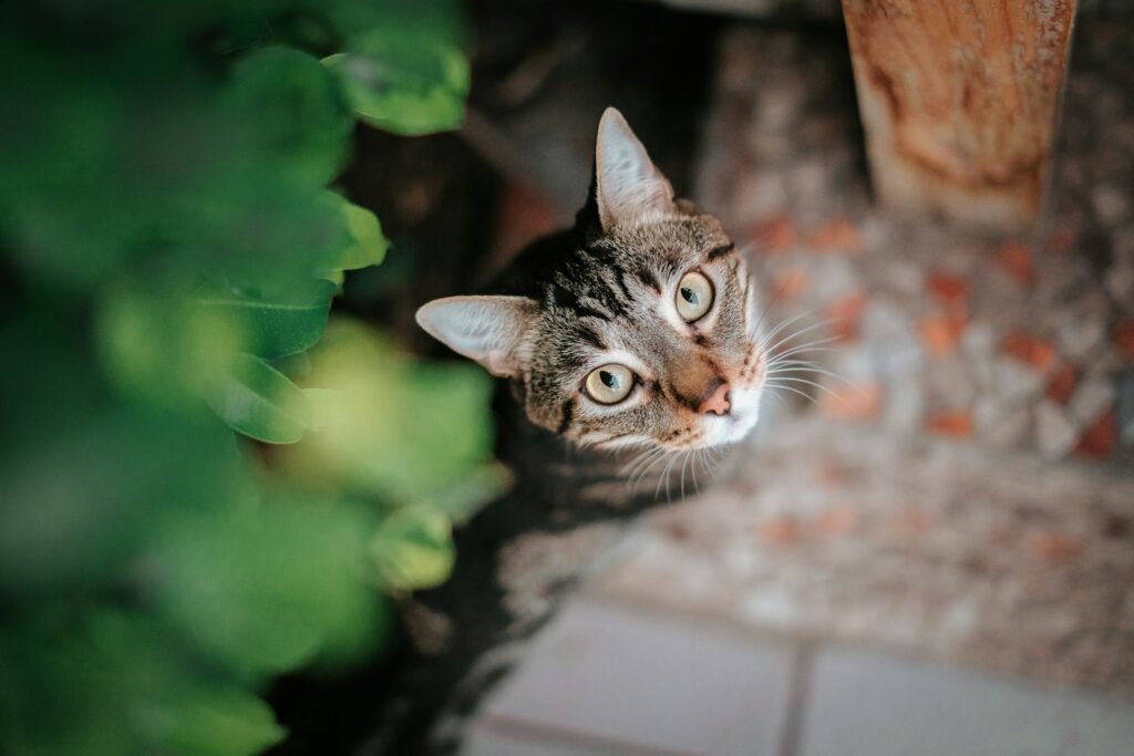 solitary predator: cat is looking up at the camera