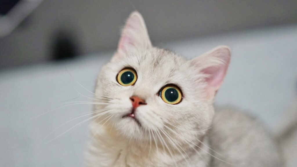 white cat