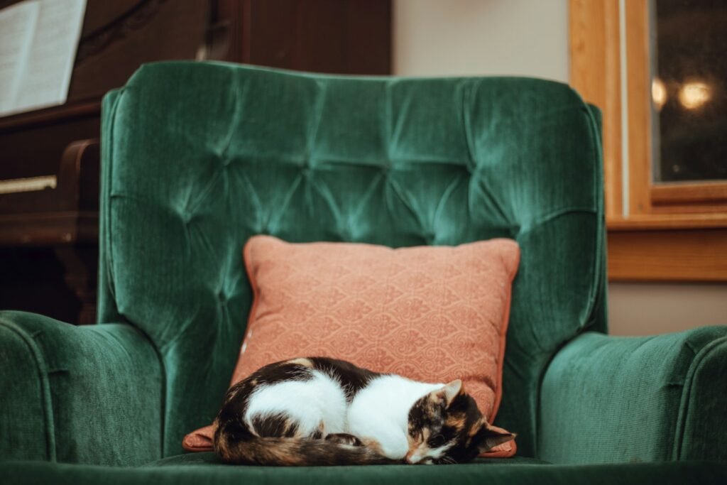 Mysterious Cat calico cat on top of green tufted armchair