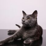 black cat on white table