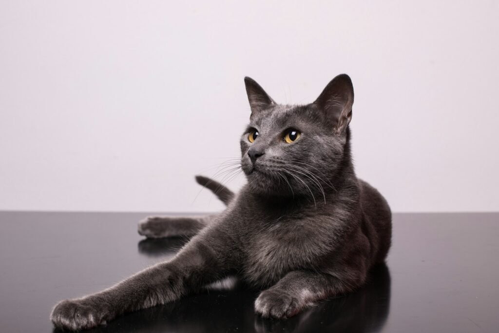 Why Domestic Cats Are Attracted to Sunlight and Warmth