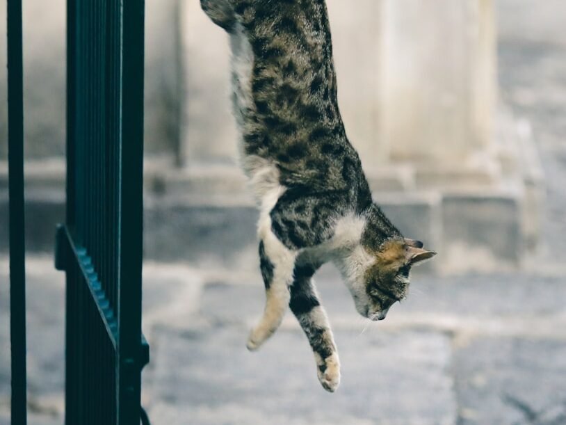 grey and white short-fur cat jumping down