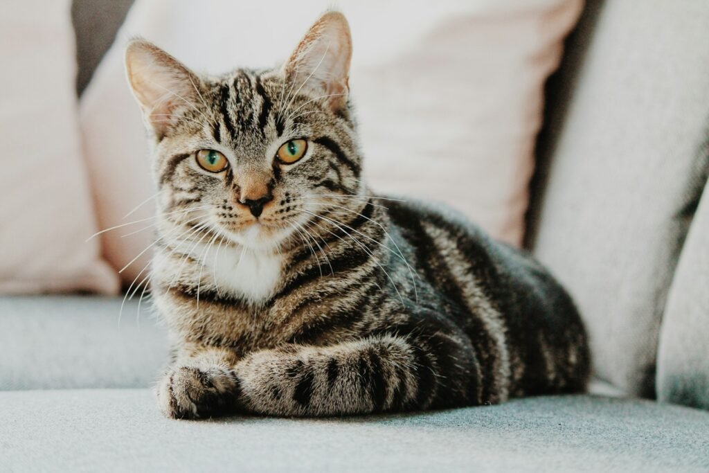 12 Fun Facts About Cats’ Whiskers and Their Special Abilities