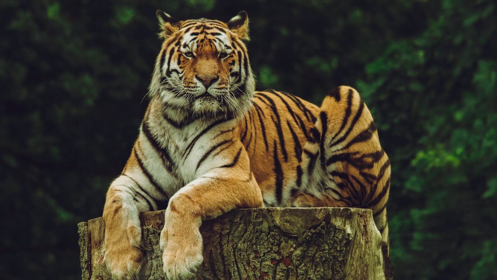 A majestic Bengal tiger resting on a tree stump, gazing confidently into the distance with a lush green forest in the background.