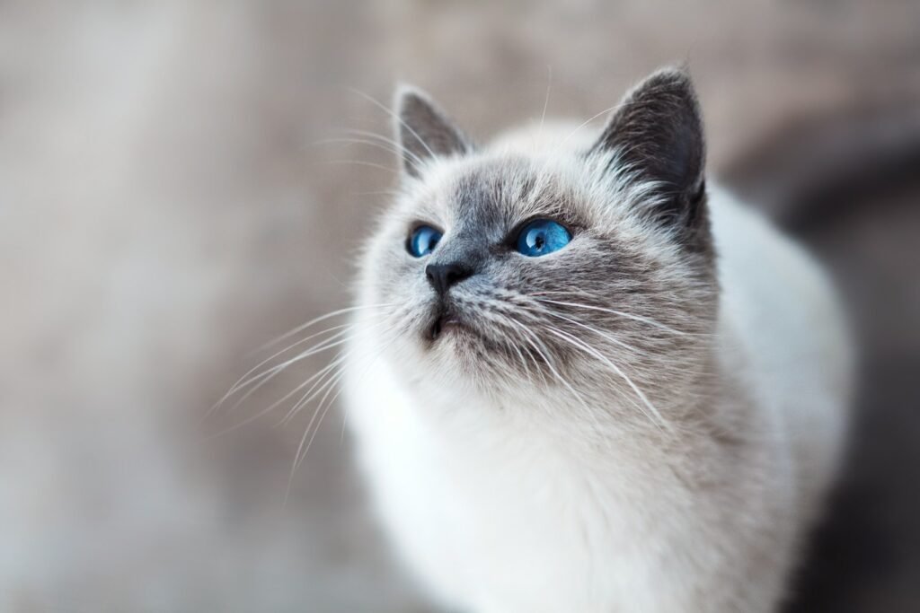 Wild Cat Species white and gray cat