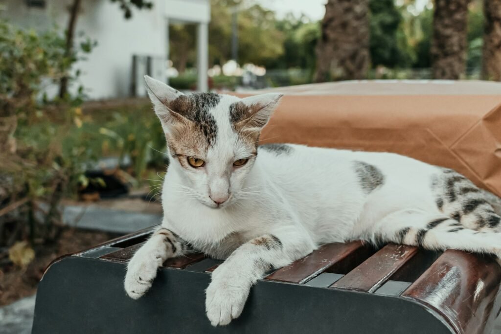 big roars: A cat laying on top of a wooden bench