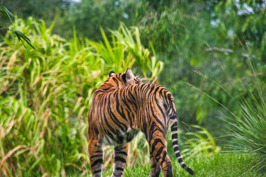 cat extinction: tiger walking on green grass during daytime