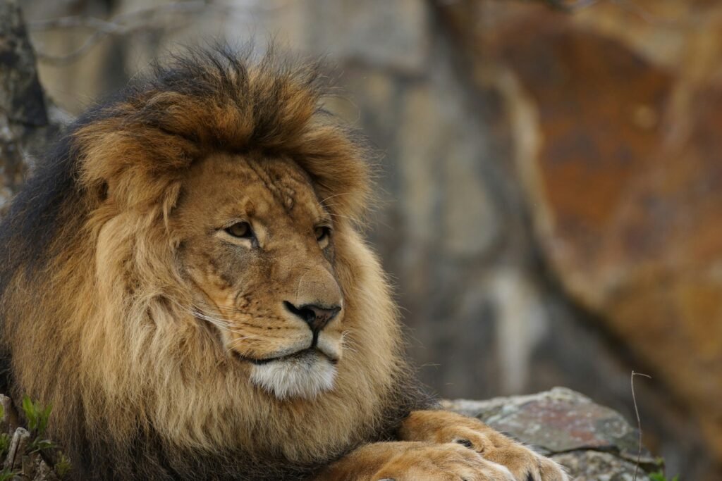 Social Cat closeup photography of lion lying on rock