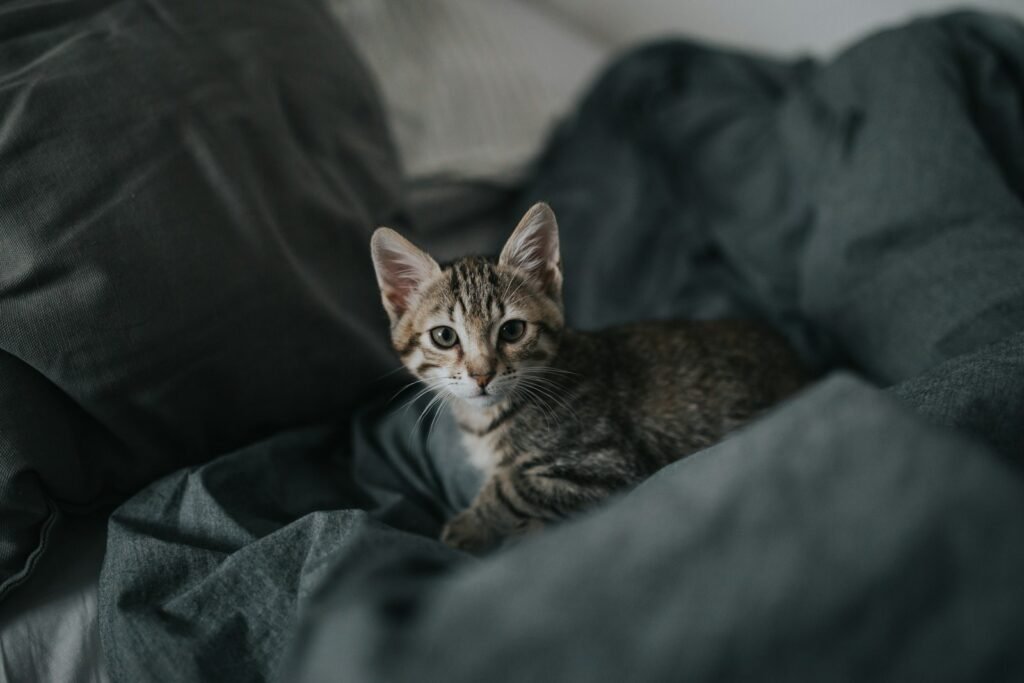 cat similarity: grey Tabby kitten on grey textile